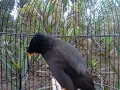 Download Lagu burung jalak kebo pintar gacor