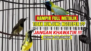 Download SOGON TIDAK KUNJUNG NGELEPER JANGAN PANIK❗ SIMAK VIDEO INI❗ MP3