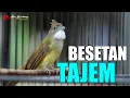 Download Lagu MASTERAN CUCAK JENGGOT GACOR BESETAN TAJEM