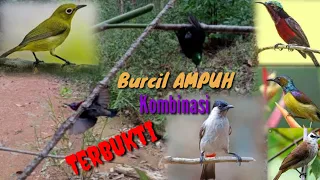 Download Suara burung kutilang ribut kombinasi burung kecil | Ampuh MP3