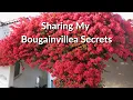 Lagu The Secrets of Bougainvillea: Sharing Everything I Know About This Colorful Plant / Joy Us Garden
