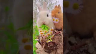 أرانب جميلة صغيرة دندنها