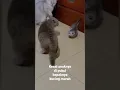 Download Lagu Kesal anaknya dipukul lalu bapaknya kucing marah