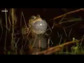 Natterjack Toads on Wales: Land of the Wild (2019)