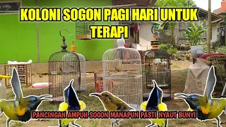 Download TERAPI KOLONI BURUNG SOGON PAGI HARI || AMPUH BIKIN SOGON MANAPUN JADI IKUT BUNYI ❗ MP3