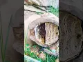 Download Lagu Barehand Honey Harvest from a Pipe Hive 🍯 #viralshort #shorts #honey
