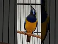 Download Lagu burung cucak cungko gacor #hobbyburung