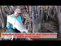 Download Lagu Kompilasi Sensasi Strek 20 ekor Babon Bara pakai joran bambu #mancing