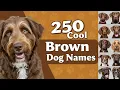 250 Cool Brown Dog Names
