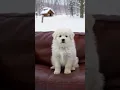 Download Lagu Poor boy sneak out to play on the snow #puppy #dog #funny #niexshadow #shorts
