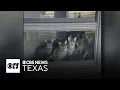 Dallas Animal Services rescues over 80 cats from hoarder s home