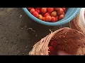 Lagu Straight from the tomato 🍅 farm#fresh tomatoes#vegetable farming in Africa#