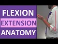 Flexion and Extension Anatomy Shoulder Hip Forearm Neck Leg Thumb Wrist Spine Finger