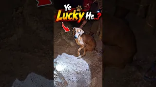 Kaalu Or Roxi | Kya Ye Lucky Hai..?