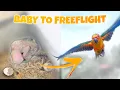 FROM BABY TO FREEFLIGHT SUN CONURE