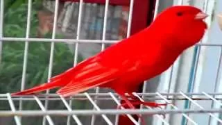 من أجمل تغاريد طائر الكناري لتسميع الفراخ 