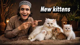 Cat na muj sa chup ka bachy da dia 😨|| cat delivery full vlog 🥵😍