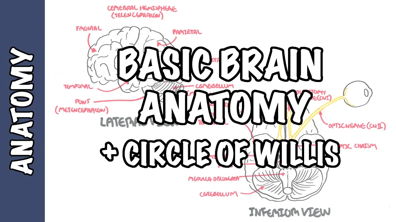 Anatomy - Brain (Circle of Willis and Stroke)