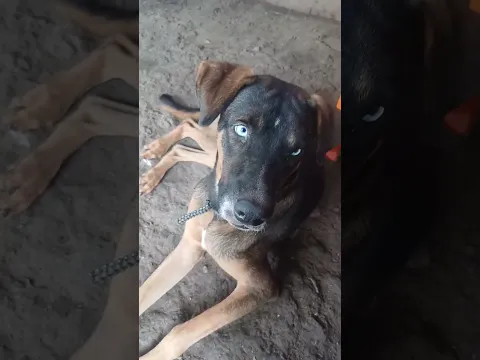Si Amas Los Cachorros De Un Corazon 💖 #sobrevivetok30 #alanwalker #rosatok10