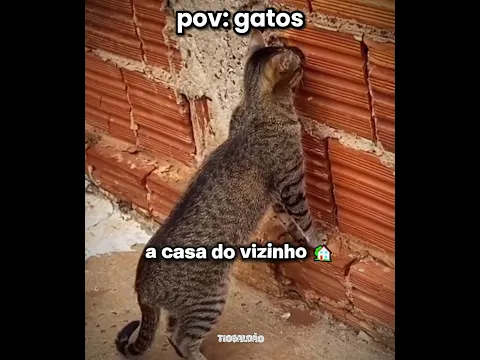 a gata fofoqueira kkkkk l #humor #engraçado #gatos #shorts