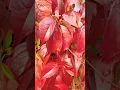 Download Lagu #autumn #autumncolors #fall #fallcolors #nature #change #beautiful #colors #beautifulnature #viral