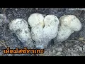 Download Lagu (Ep.94)เก็บเห็ดมัสซึทาเกะใต้ดินมันมือสุดๆ/Harvests Matsutake Mushroom in California USA 9.23.2025