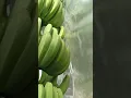 Download Lagu panen pisang candevis dari kebun sendiri #shorts  #video