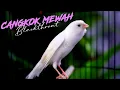 Download Lagu KENARI KALITAN CENGKOK MEWAH PALING DICARI - MASTERAN KENARI ISIAN BLACKTHROAT GACOR SUARA JERNIH