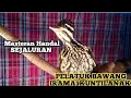 Download Lagu TOP MASTERAN ‼️Pelatuk Bawang Betina gacor dor #pelatukgacor #masteran #pelatukbawang