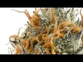 GOLDLEAF PLATINUM ANIMAL COOKIES