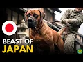 The BEAST of JAPAN Meet the TOSA INU
