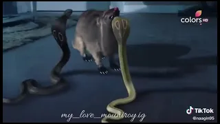 تتحد شيشه وشڤانيا لقتل النمس 