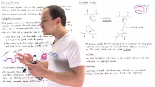 Tertiary Structure of Proteins