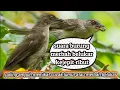 Download Lagu ampuh ! suara pikat burung cucak lumut / merbah belukar / trucuk lumut ribut