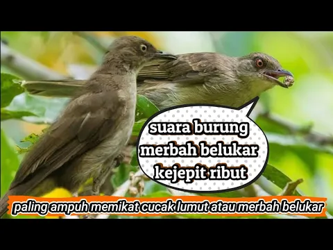 uh suara pikat burung cucak lumut merbah belukar trucuk lumut ribut