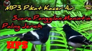 Download Suara Pikat Burung MANINTIN Kacer Air Suara Panggilan Paling Jernih MP3