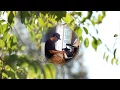 Download Lagu Legend of Zelda Ocarina of Time - Lost Woods - Performed by Han Kim