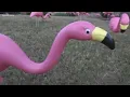 Flamingo flocks take over lawns for a good cause