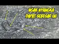 Download Lagu Ngak Sengaja..Nemu Sarang Toman Waktu Mancing Ikan Gabus Di Parit