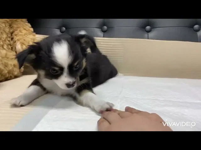 動画