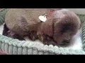 Perfect Petzzz Realistic Sleeping Dog Toy Review