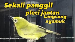 Download pleci betina birahi memanggil jantan, pleci jantan langsung gacor MP3