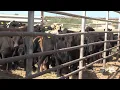 Cow mutilations in Texas counties What led to the death of six cattle who s responsible