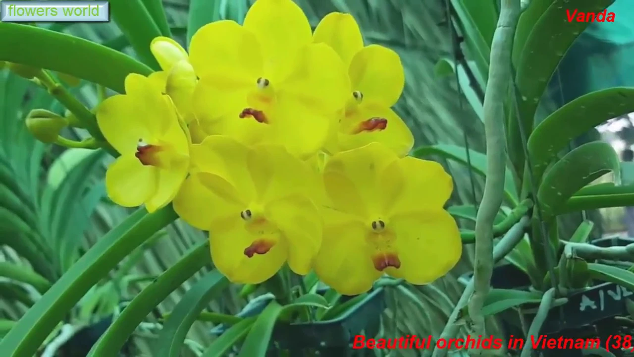 BEAUTIFUL ORCHIDS IN VIETNAM (38) VANDA, CATTLEYA, DENDROBIUM