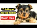 Teacup Yorkie The Pros Cons of Owning One