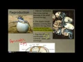 Vertebrate Diversity Reptiles