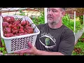 5 TOP TIPS How to Grow a TON of Beetroot