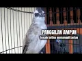 Lagu Pancingan ampuh trucuk betina memanggil jantan agar bunyi jadikan trucukmu gacor nyaut