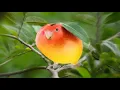 mango bird
