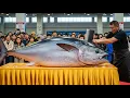 Download Lagu World’s Best Chef Cuts 487KG Beast in 1 Minute! #BluefinTuna #EpicCatch #SeaMonster